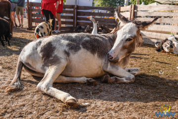 Dier-en-Plezierochtend-1